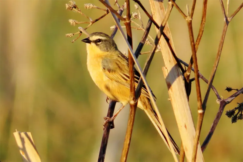 AVES